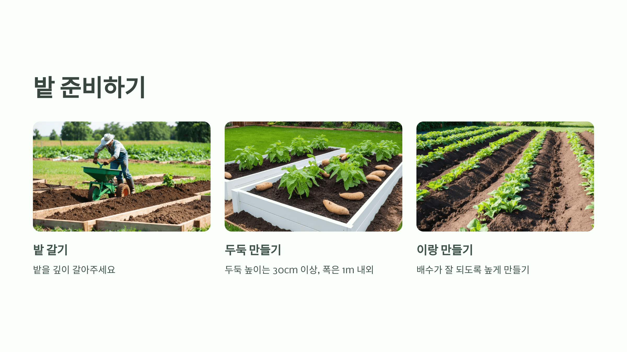 고구마 사진입니다.