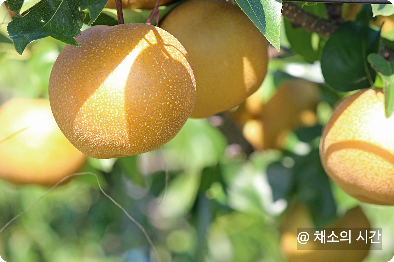 배의 효능과 효과 썸네일
