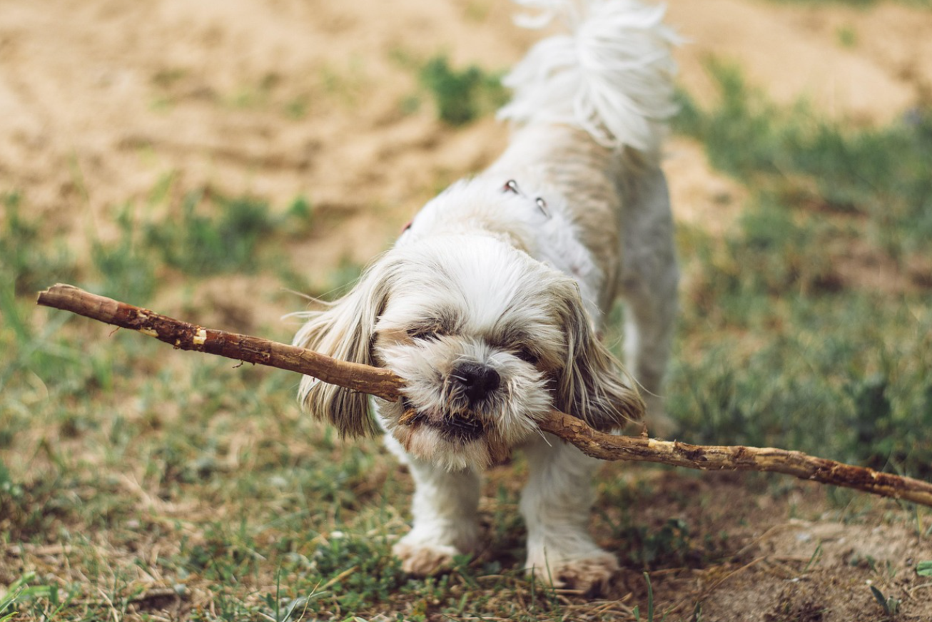 반려견 '우다다' 뛰는 줌미(Zoomies): 축적된 스트레스를 태우는 에너지 폭발