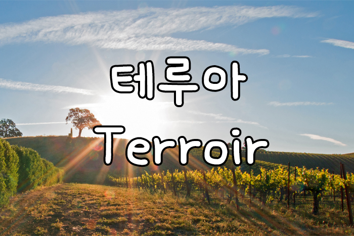 와인떼루아, 와인테루아, terroir