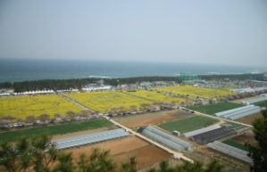 봄꽃 축제