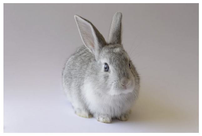 토끼 – 순하고 귀여운 먹보