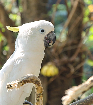 그레이트코카투