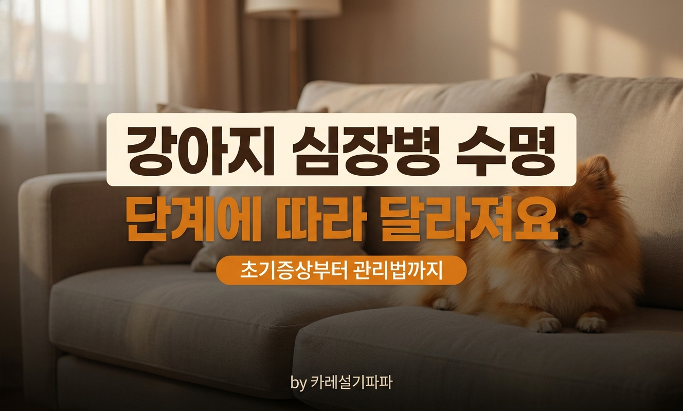 소파에서 쉬는 포메라니안