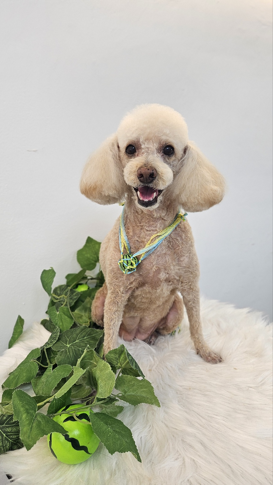 경기 광주 양벌동 애견미용, 강아지 미용, 덕자네 미용실