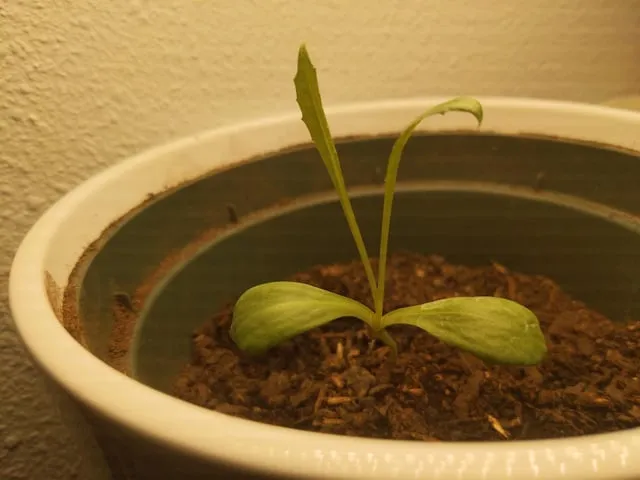 홍화 재배 건조 기후 적합 파종 요령 채종 관리_3