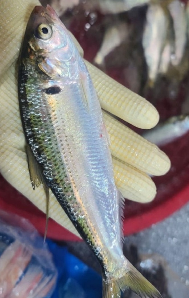 한국기행-가을전어-진목항