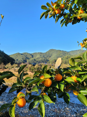 카페 해영 곶감