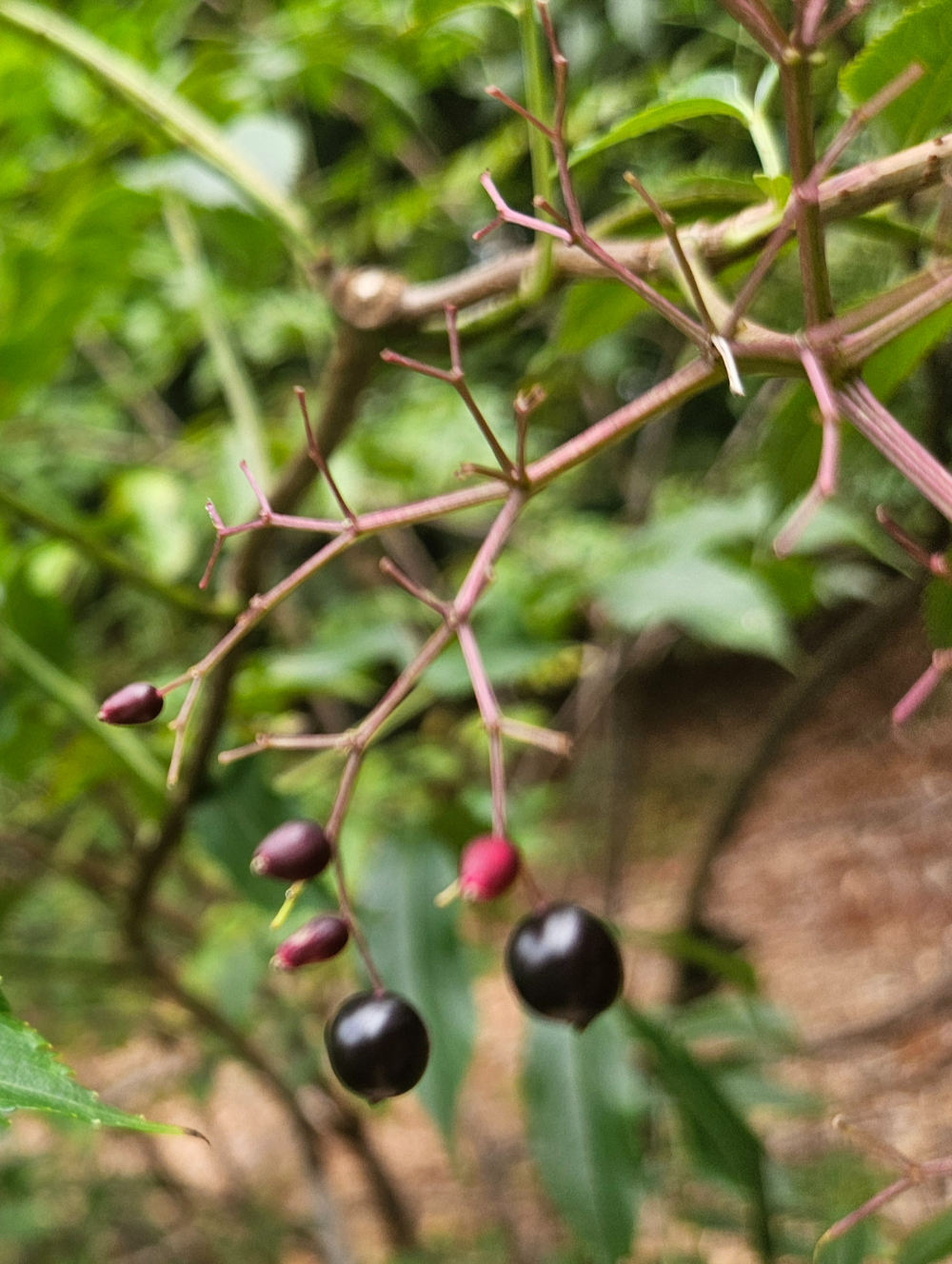 딱총나무 열매2