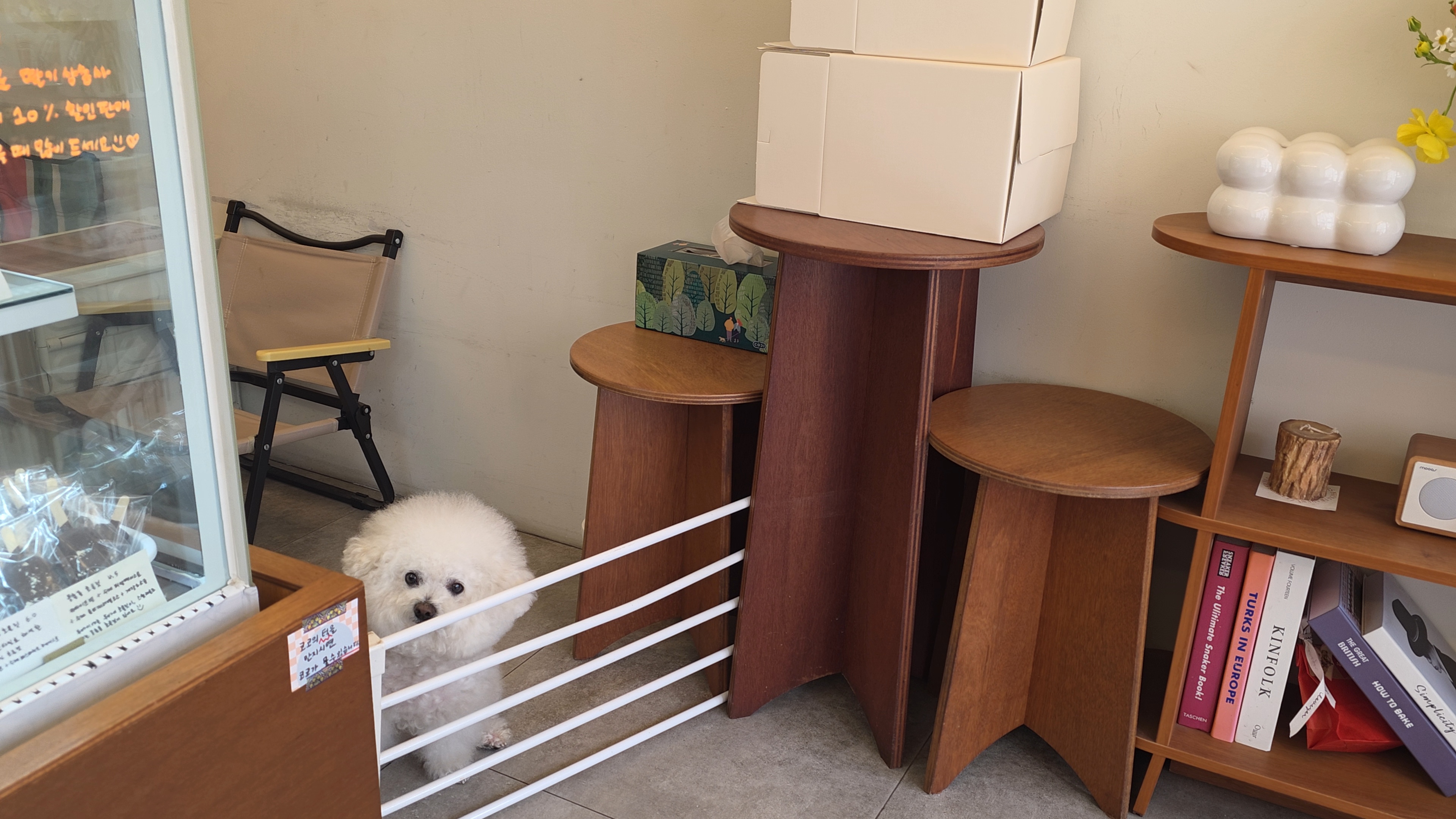 스윗라운드 상주견 코코