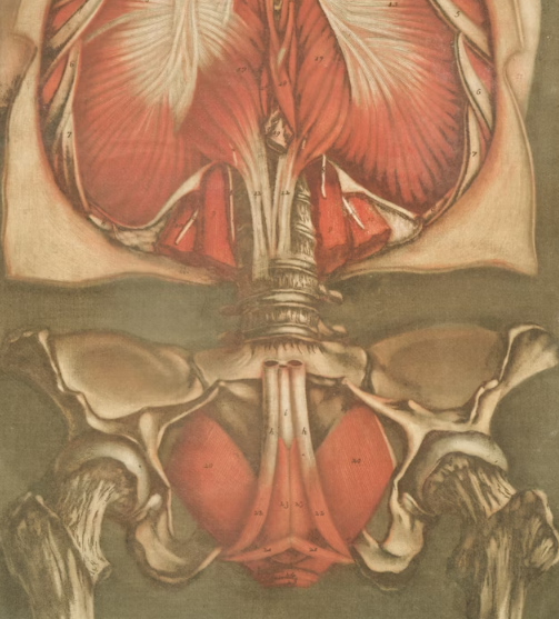 림프절염 증상, 원인, 급성, 결핵성 (목 사타구니 서혜부 겨드랑이)
