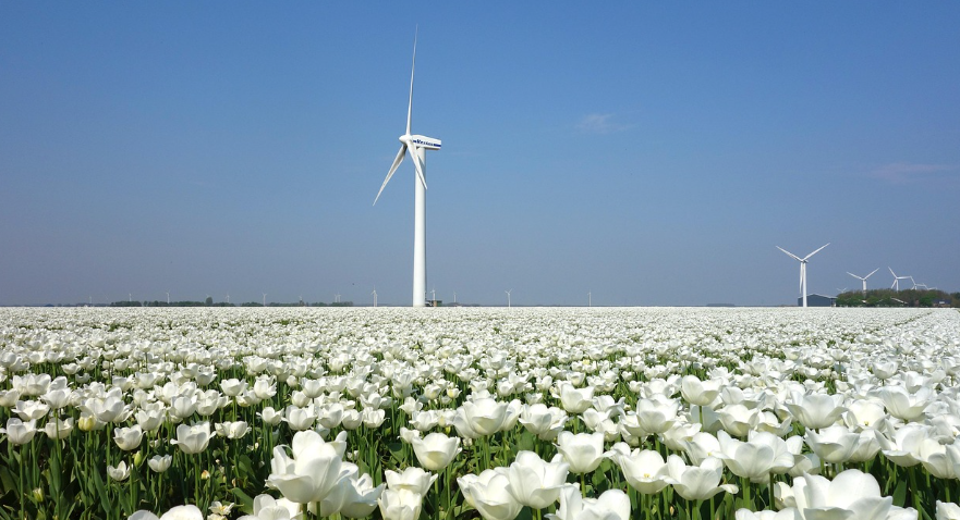 봄맞이 글로벌 핫플레이스: 꽃축제, 명소, 체험