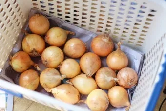 양파 보관법 신선함을 오래 유지하는 건강한 저장 방법까지_12