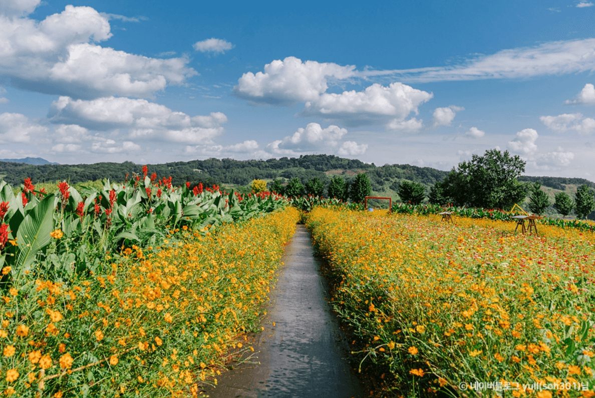 임진강댑싸리공원