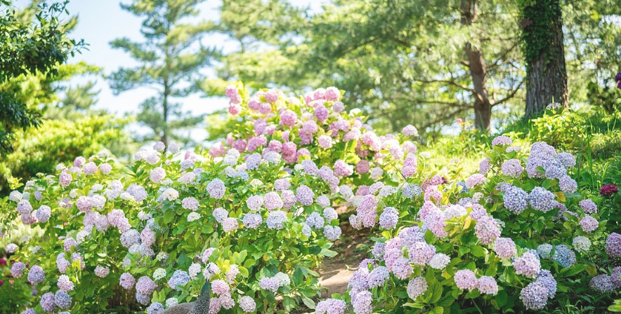 한림공원 수국 명소 가이드! 제주에서 만나는 6월 수국정원