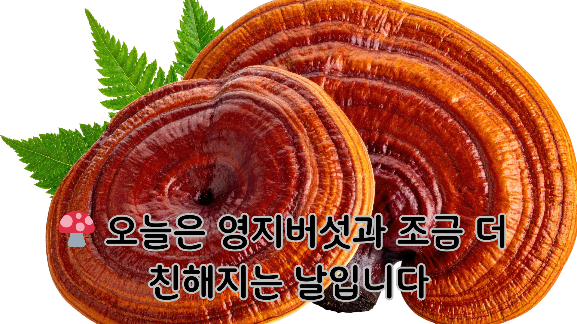 영지버섯 시리즈 목차편