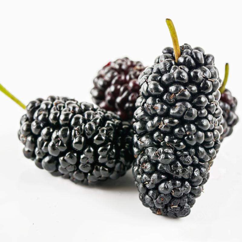 오디 효능 부작용