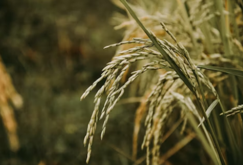 쌀의 영양 및 기능적 특성