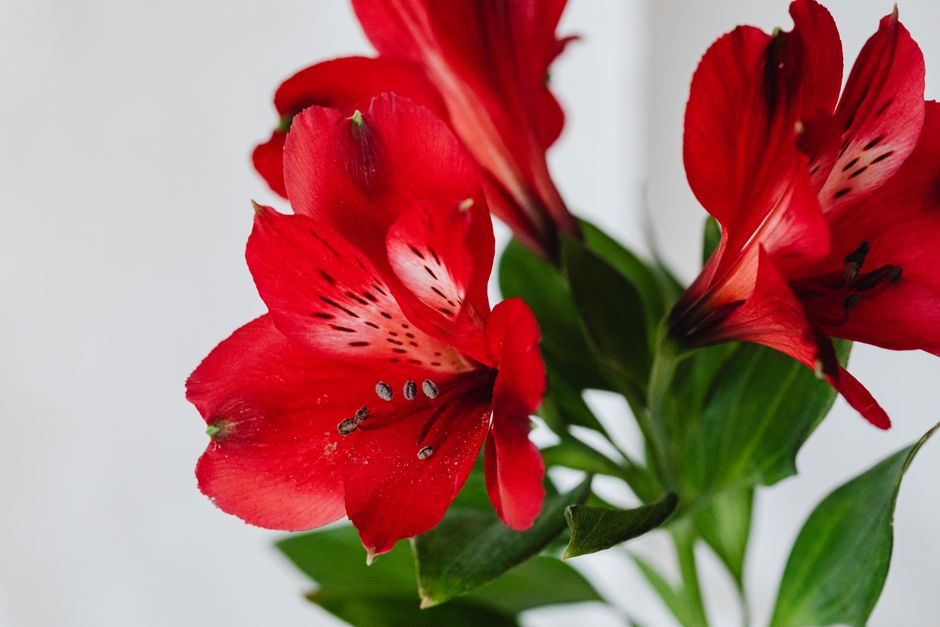 Close-up of vibrant red Alstroemeria flowers with green leaves, symbolizing elegance and growth.
