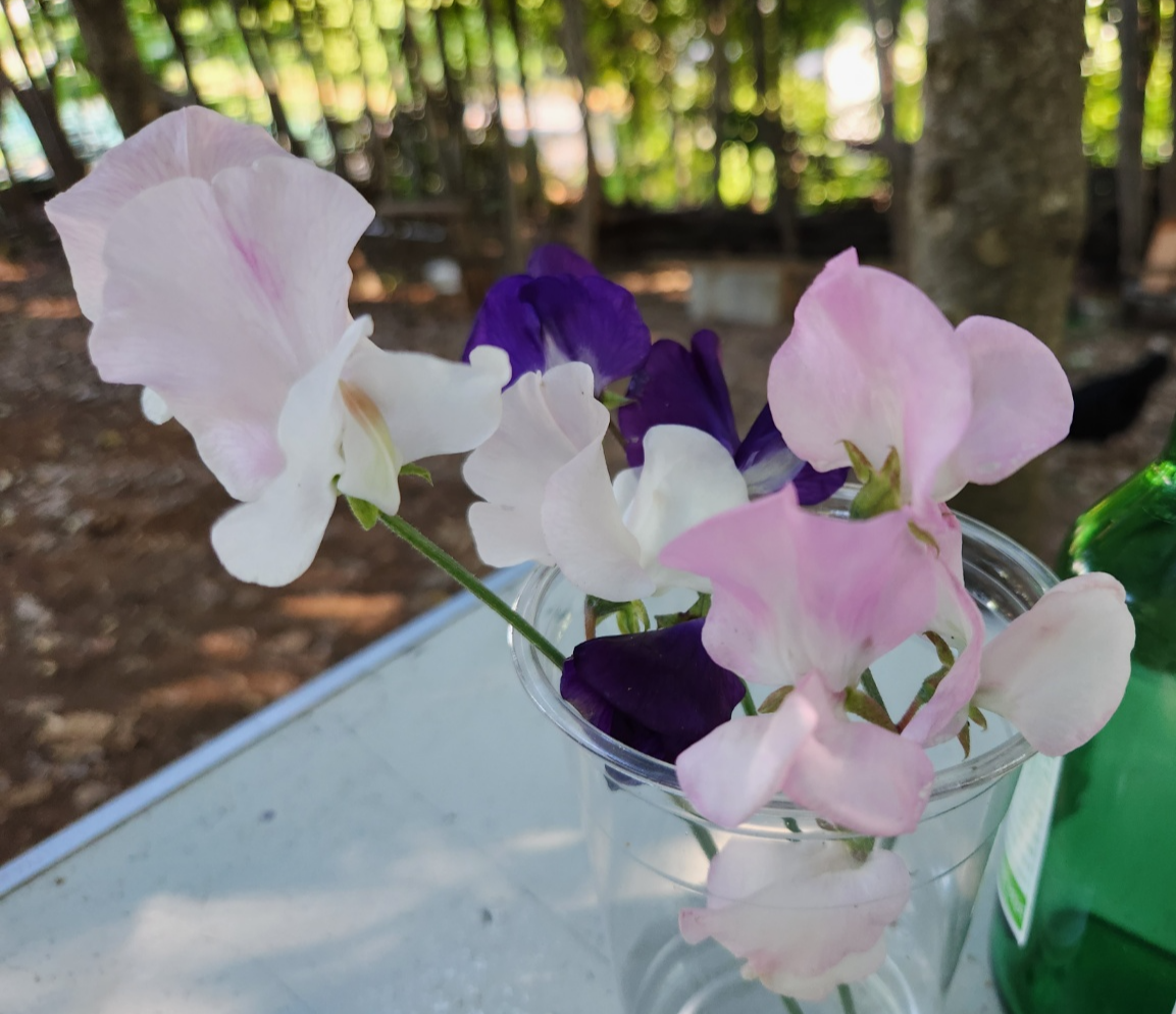 핑크색 보라색의 스위트 피 꽃 사진