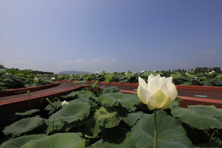 무안 연꽃축제