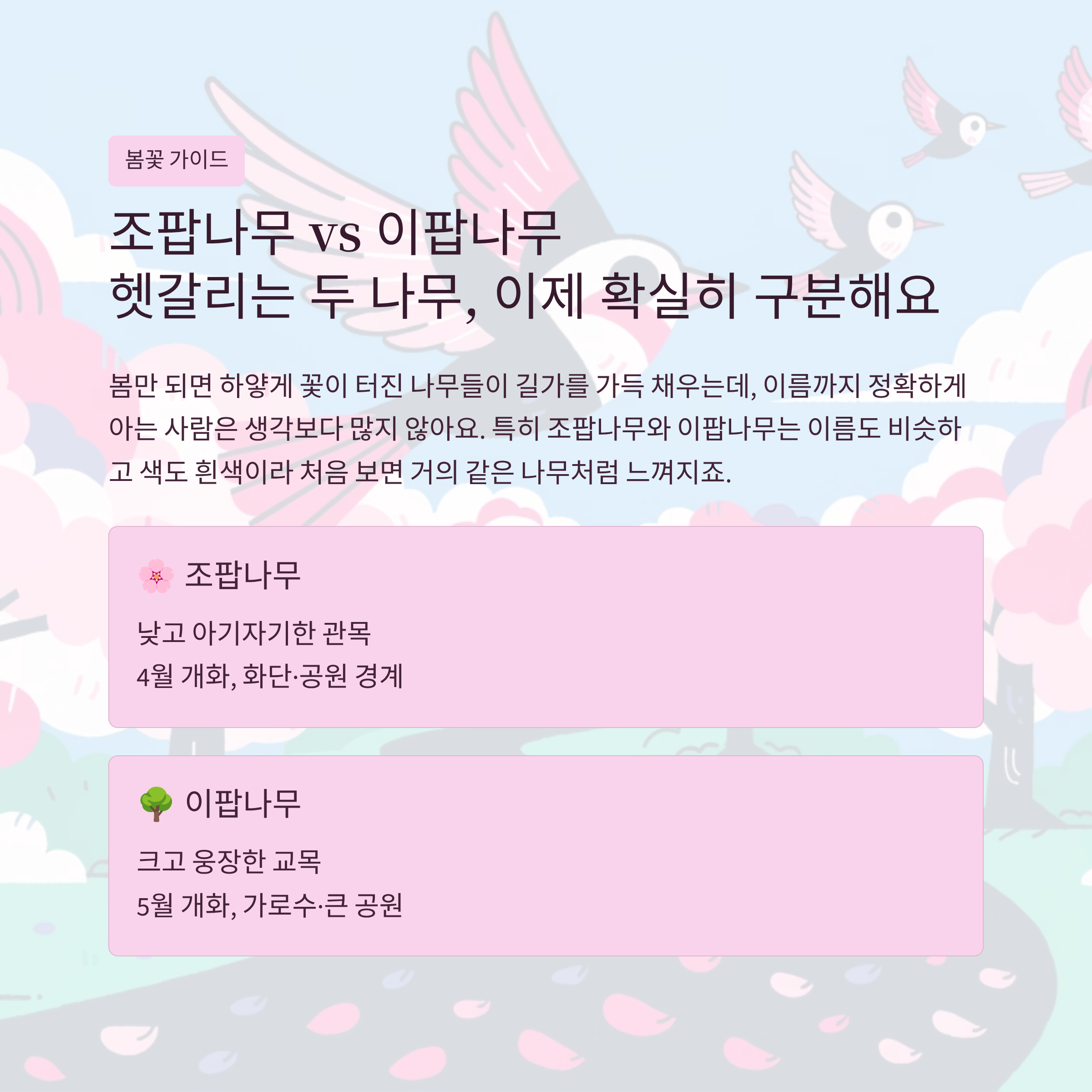 조팝나무 이팝나무 차이 크기랑 분위기 차이