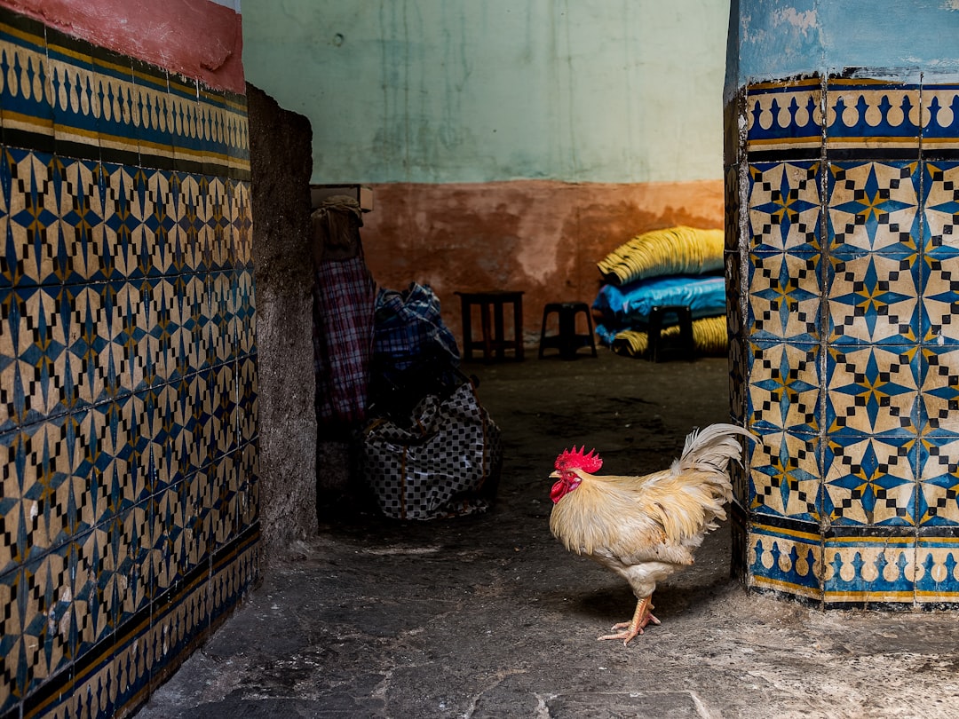 Rooster