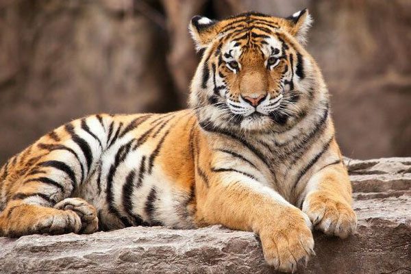 바위위의 호랑이 - 경인