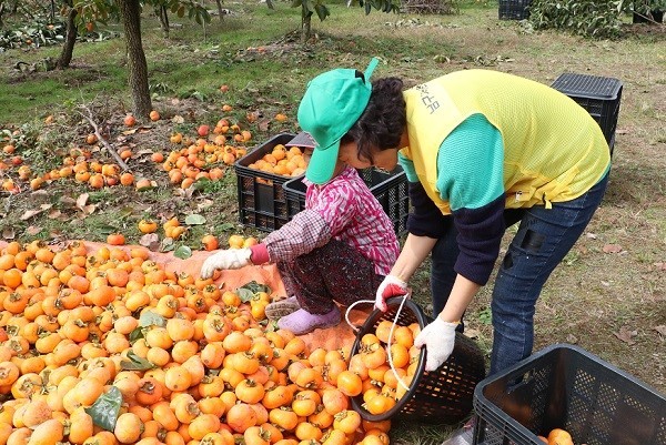 6시내고향 경남 산청 단감 파는 곳 전국 택배 온라인 전화 주문 추천