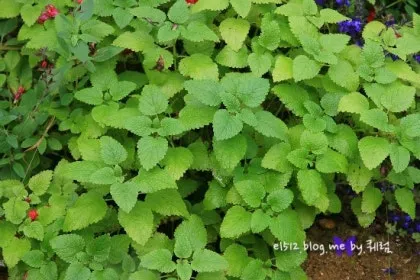 레몬밤 재배 반그늘 배치 화분 재배 잎 차로 활용_9