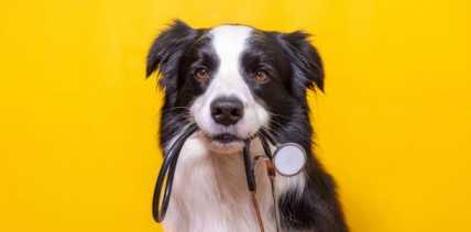 고양이 암 종류