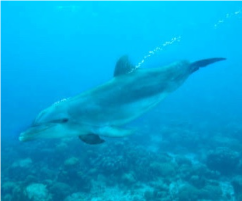 상괭이&amp;#44; 아시나요? 지금 이 순간도 사라지고 있는 바다의 고래