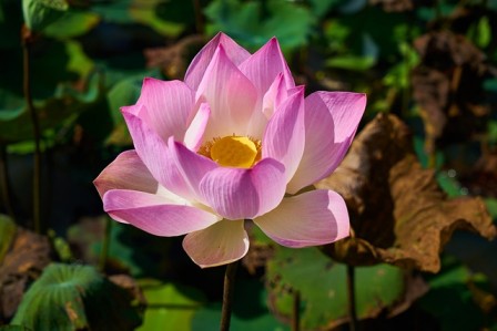 명상과 심리 치료의 통합: 치료적 효과 극대화하기