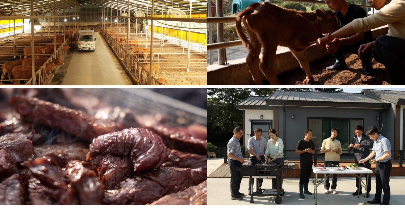 한국인의밥상-보령-한우-오종윤-주연농장-