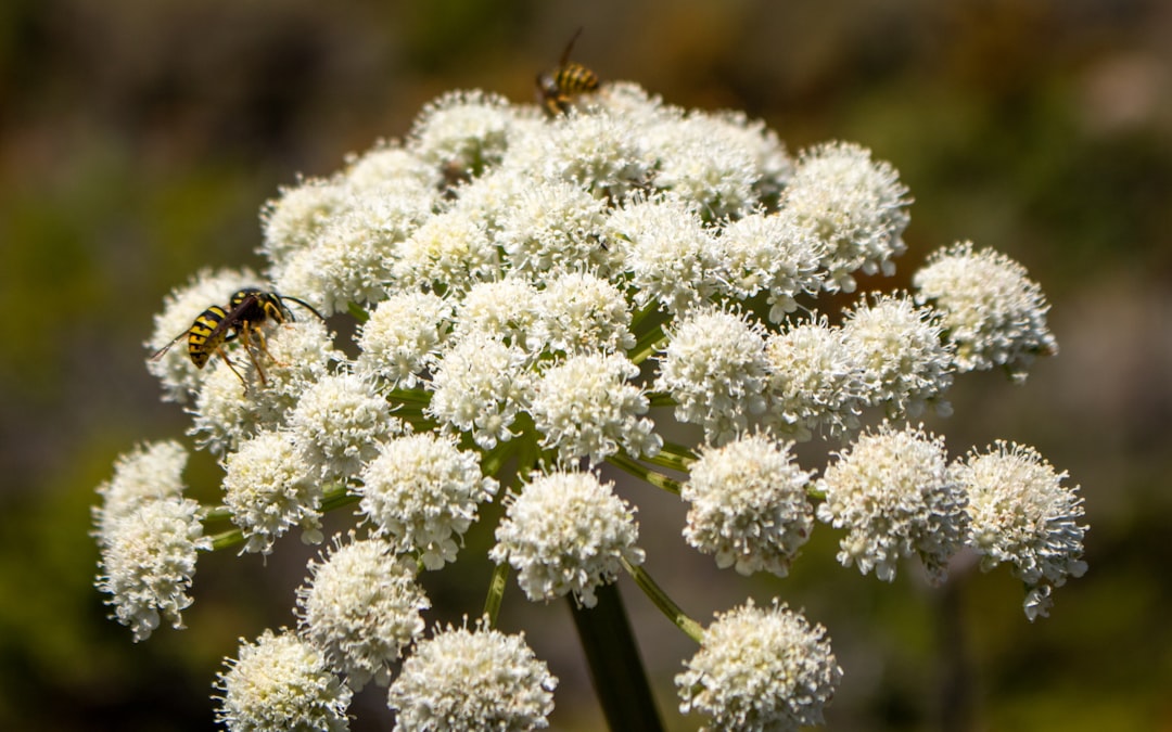 Angelica.