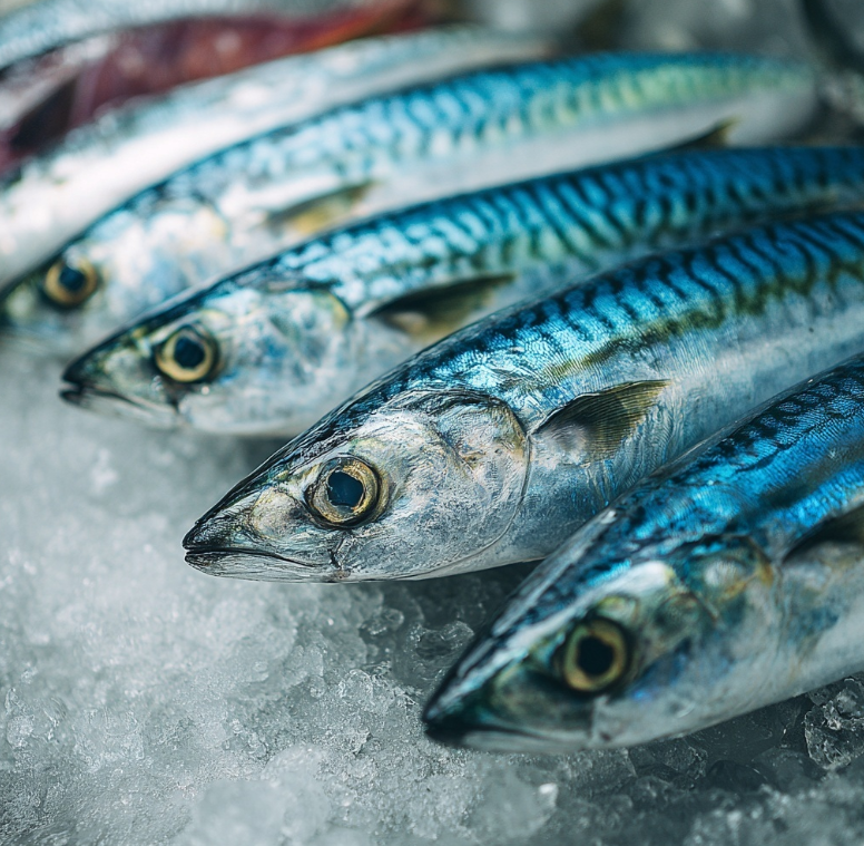 고등어 제철을 맞은 바다의 보물 이야기