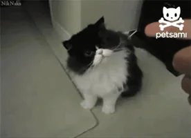 귀여운 고양이 움짤