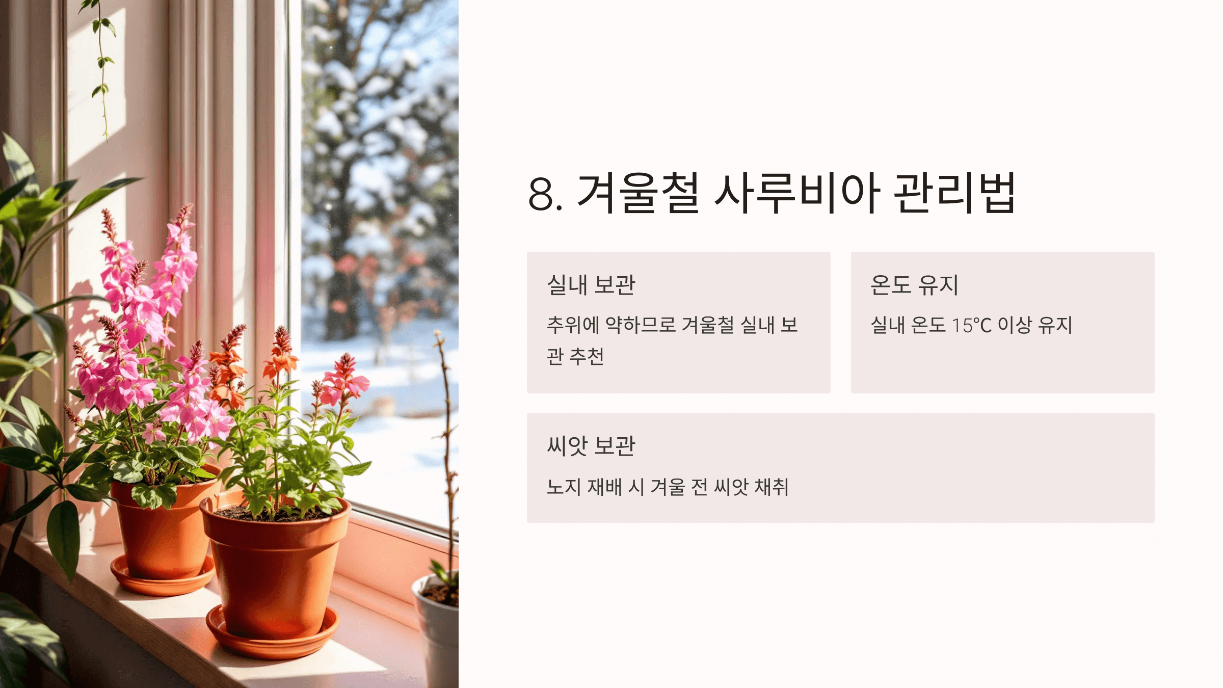 사루비아 사진입니다.