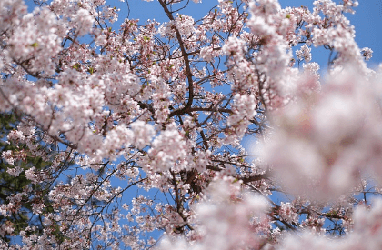 진해 군항제 무료 주차장 셔틀버스 실시간 교통상황 확인하기와 관련된 벚꽃사진