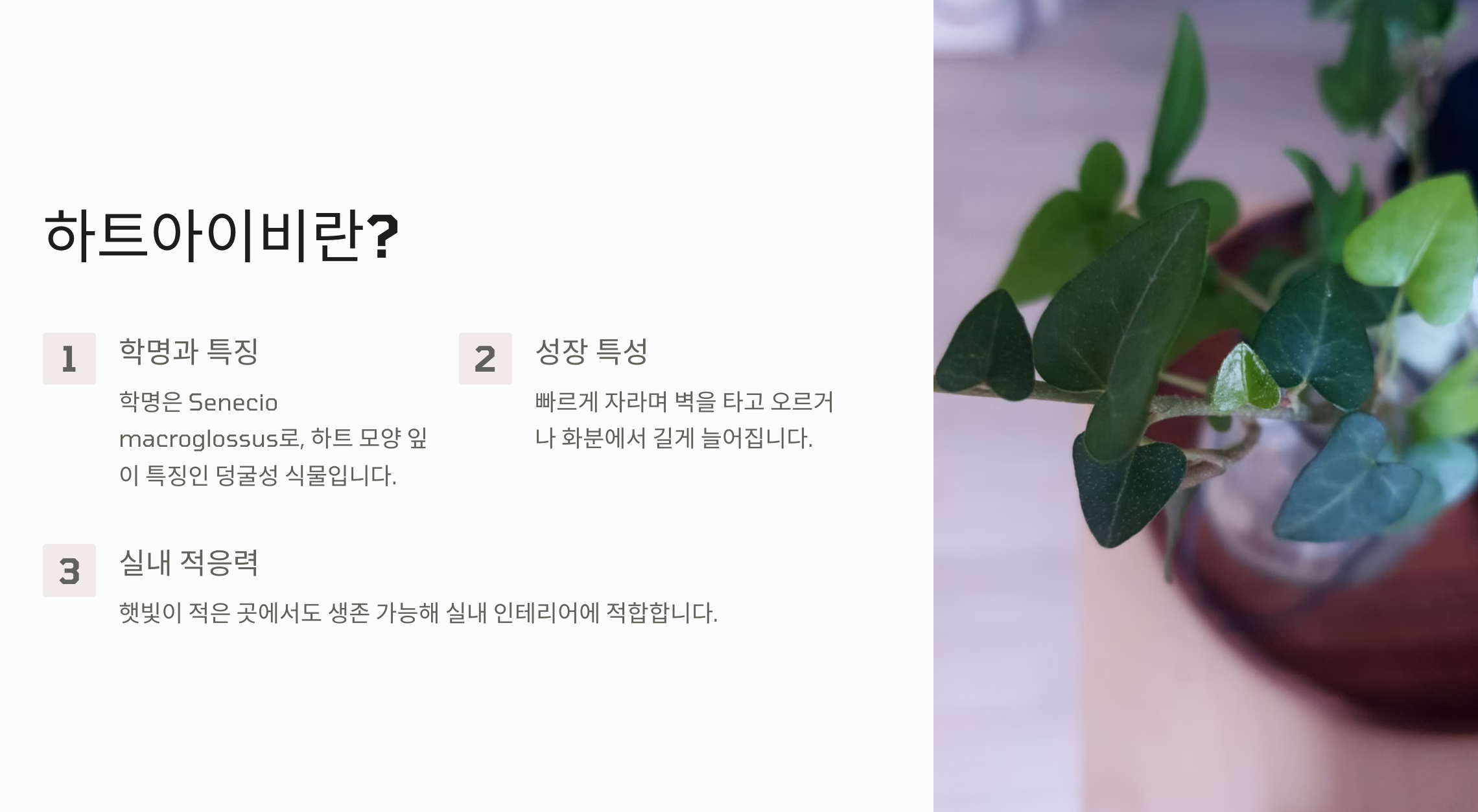하트아이비
