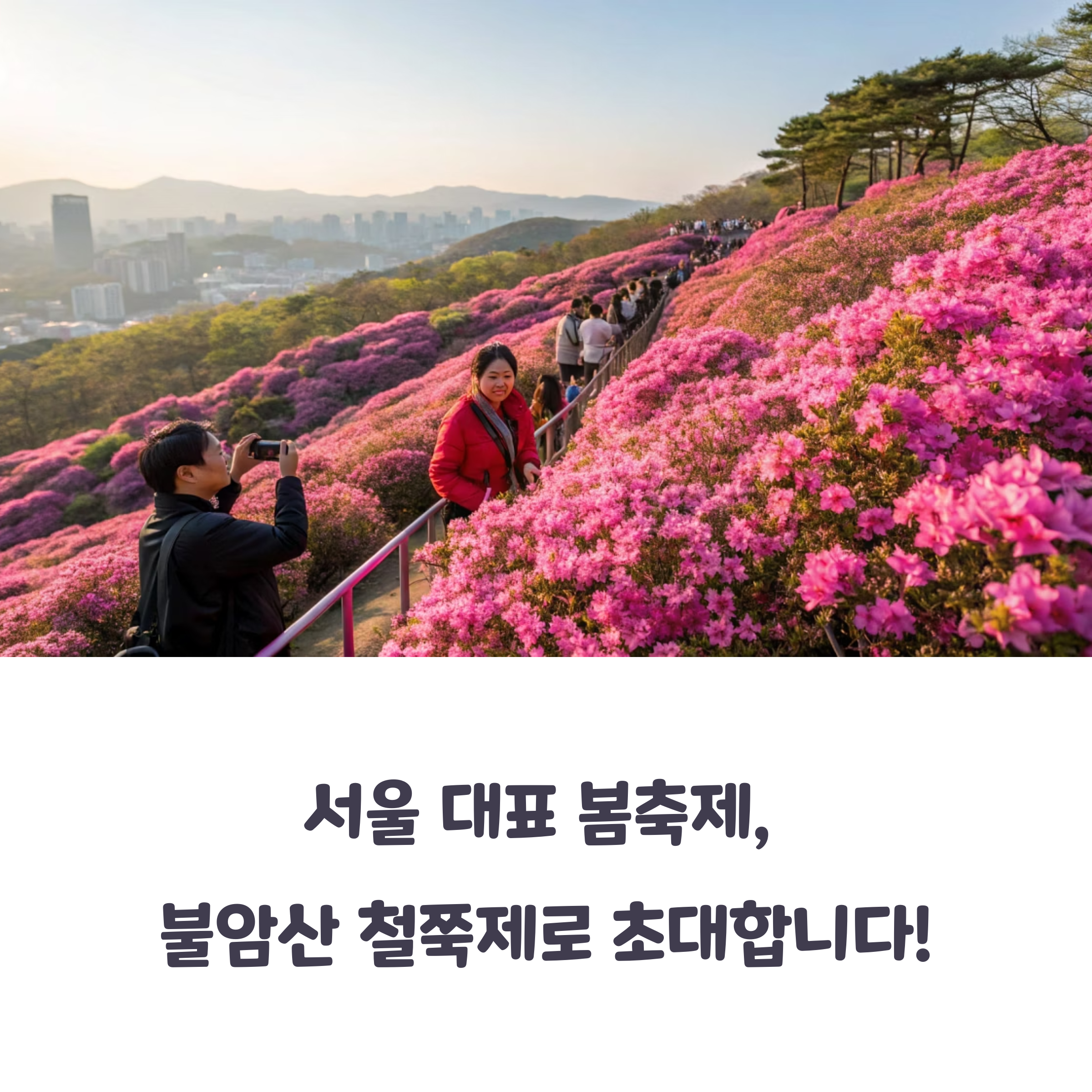 불암산 철쭉제, 도심 속 봄의 절정을 만나다