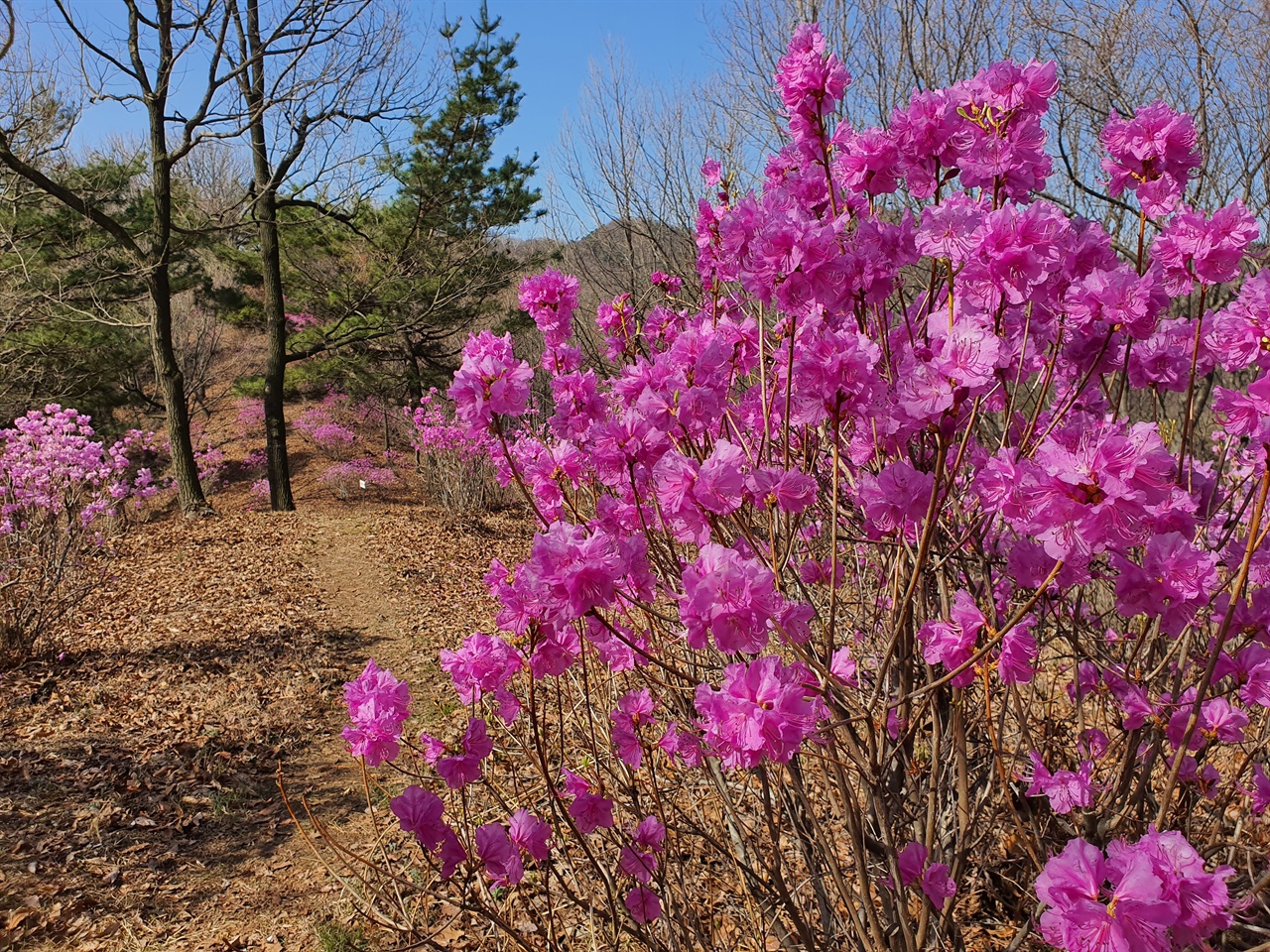 3월에 진달래 보러 가세요