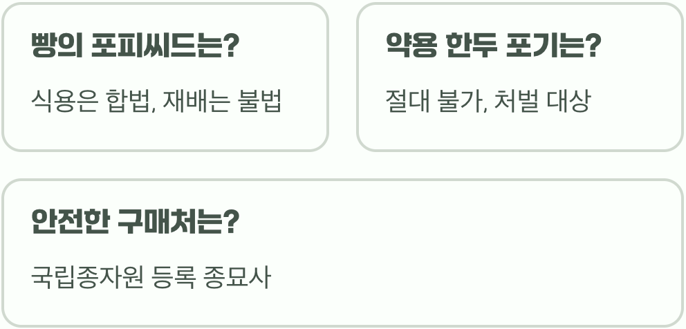 양귀비 씨앗&amp;#44; 인터넷에서 구매해도 괜찮을까? (합법&amp;#44; 불법 확인법)