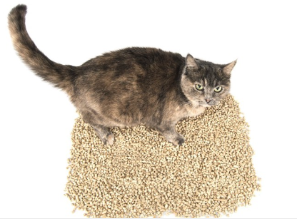 고양이 모래를 가리는 고양이.