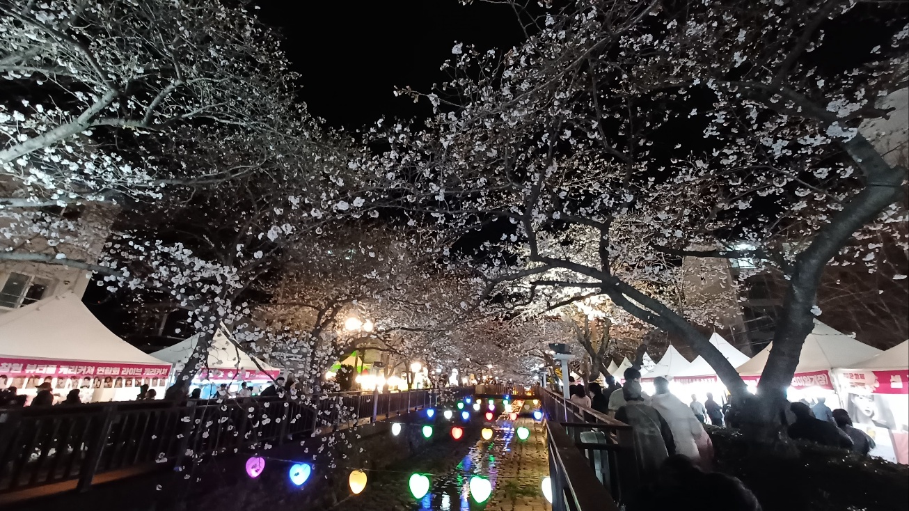 여좌천 벚꽃12