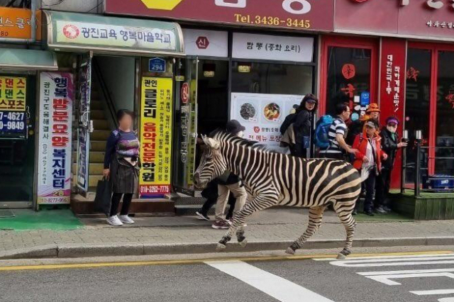 얼룩말새로