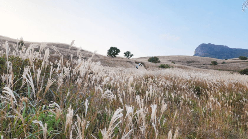 황매산억새축제