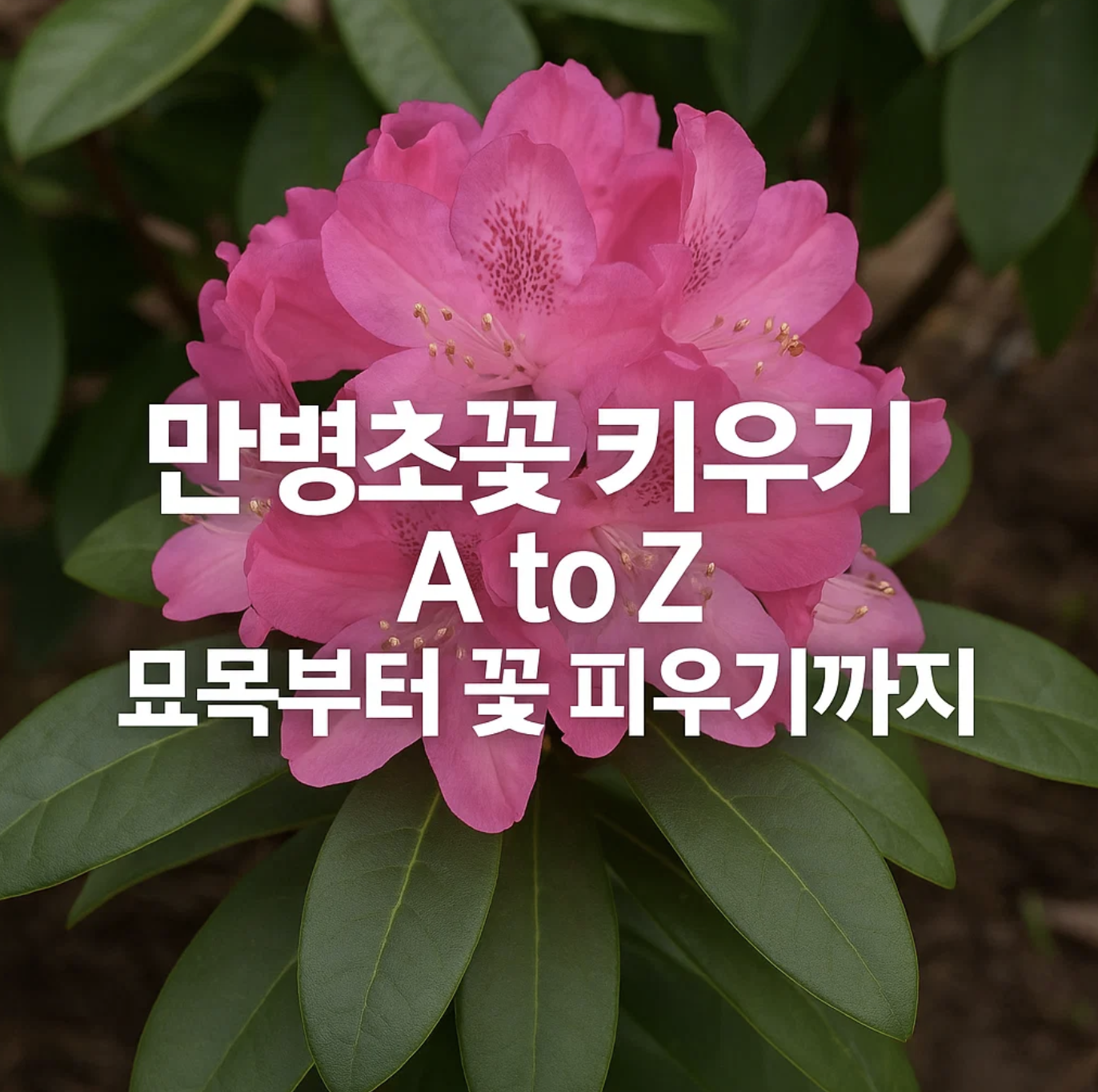 만병초꽃 키우기 A to Z, 묘목부터 꽃 피우기까지