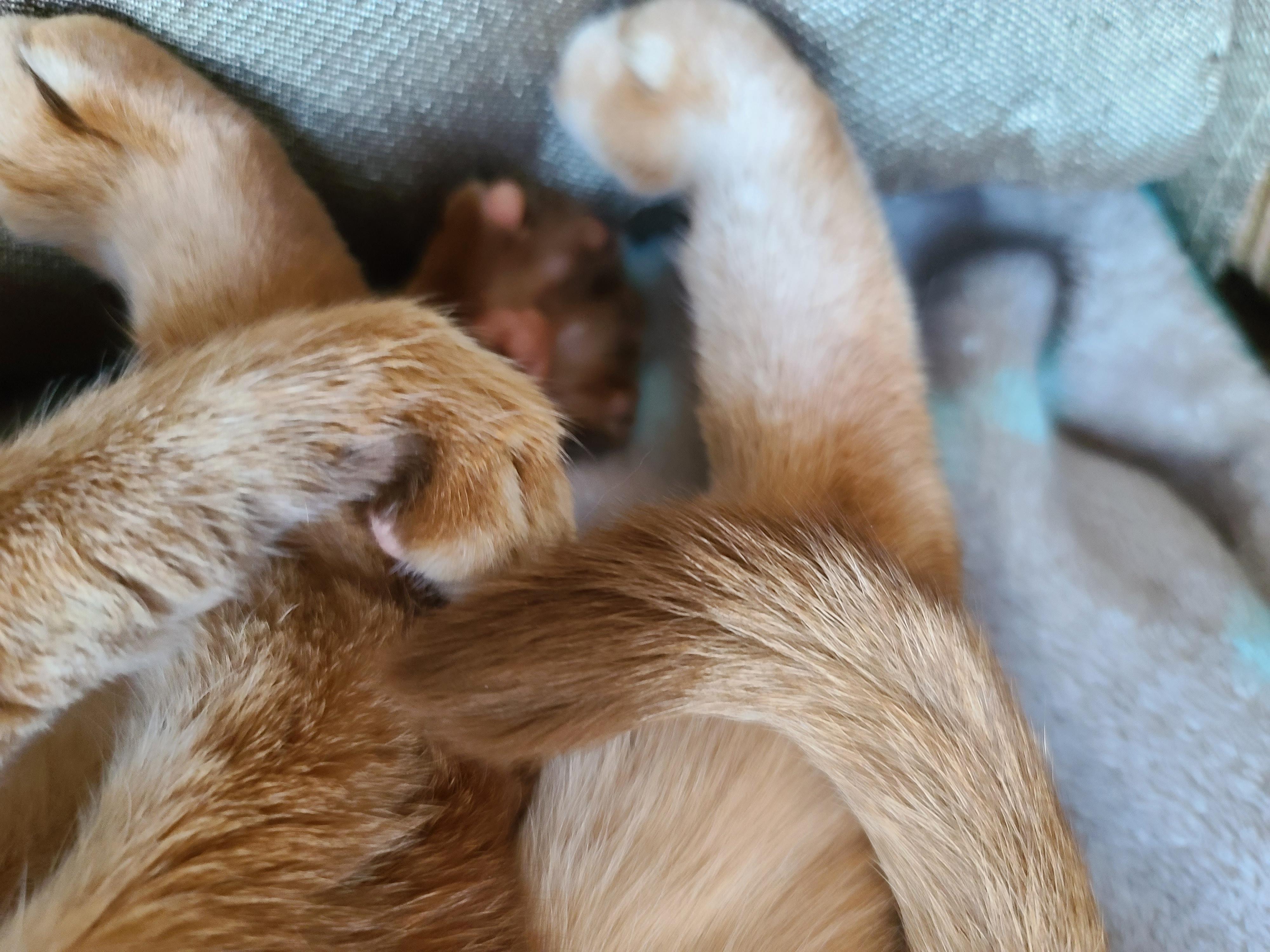 아비시니안 고양이의 골골송과 허공꾹꾹이.