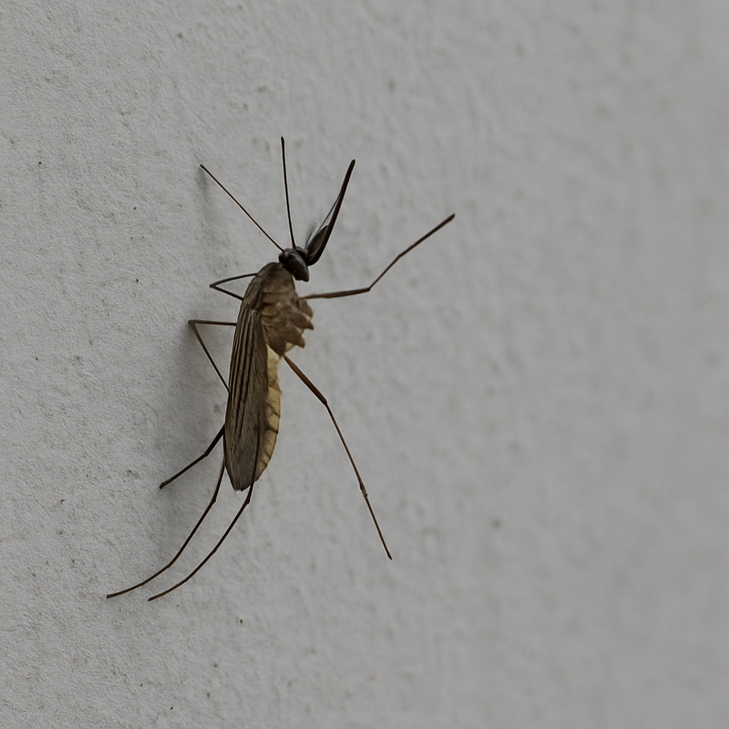 작은빨간집모기